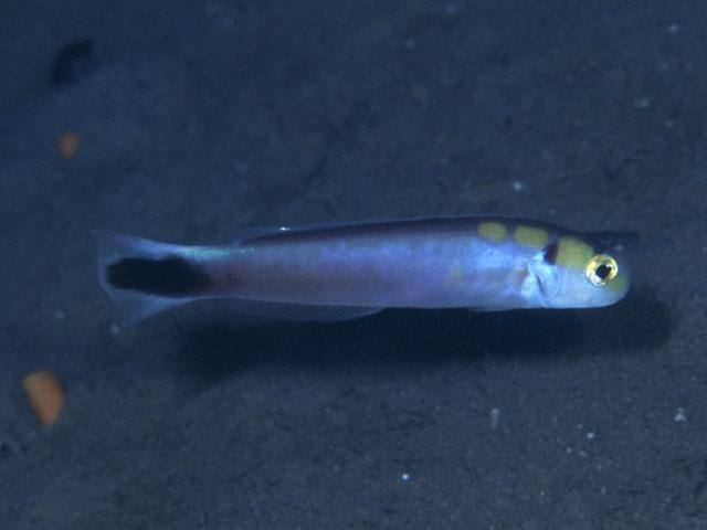 Hoplolatilus fourmanoiri